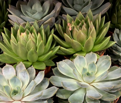 Succulent Single