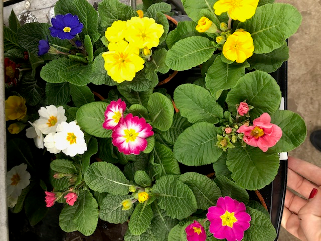 Primula Assorted Colours